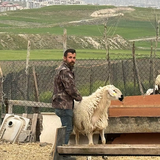 Ankara’da ve Etimesgut’ta Uygun Fiyatlı Kurbanlık ve Adaklık Kuzu Nerede Bulunur