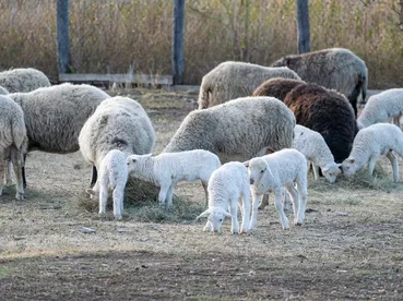 Ankara Adaklık Kuzu Fiyatları