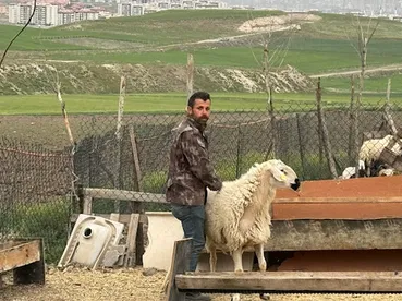 Ankara Adaklık Koyun