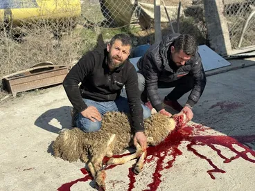 Ankara Kurbanlık Koyun